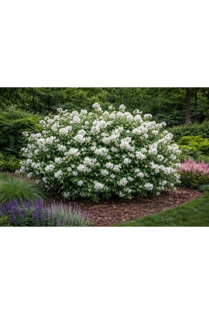 Philadelphus Перлини Парфуму як солітер